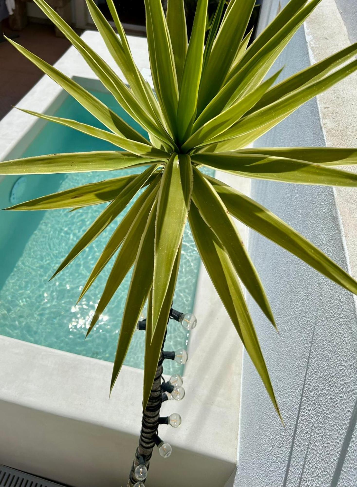 Palmeirinha Guest House 신트라 외부 사진